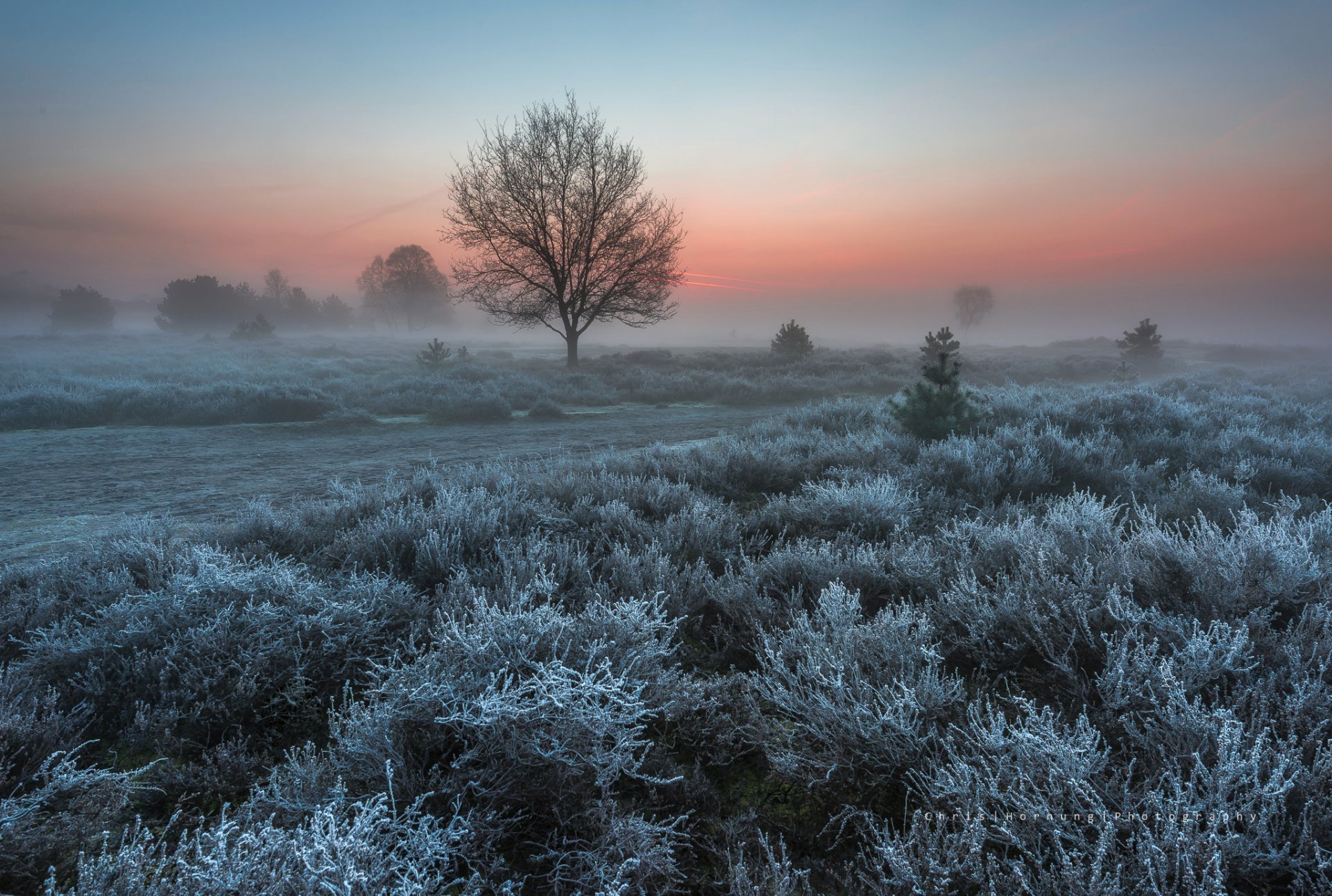 paesi bassi natura primavera marzo mattina cespugli alberi brina brina
