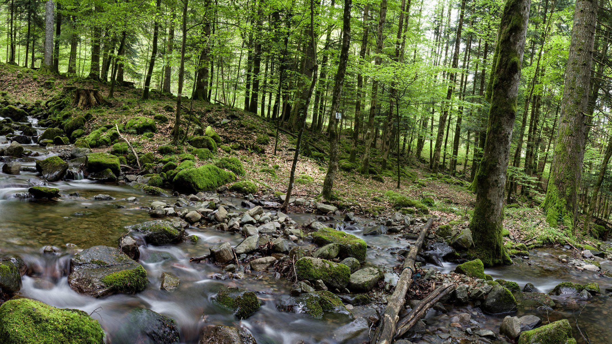 foresta alberi fiume pietre flusso