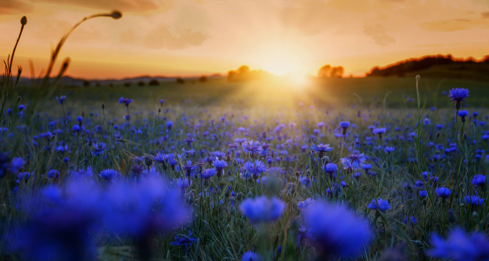 morgen blumen natur