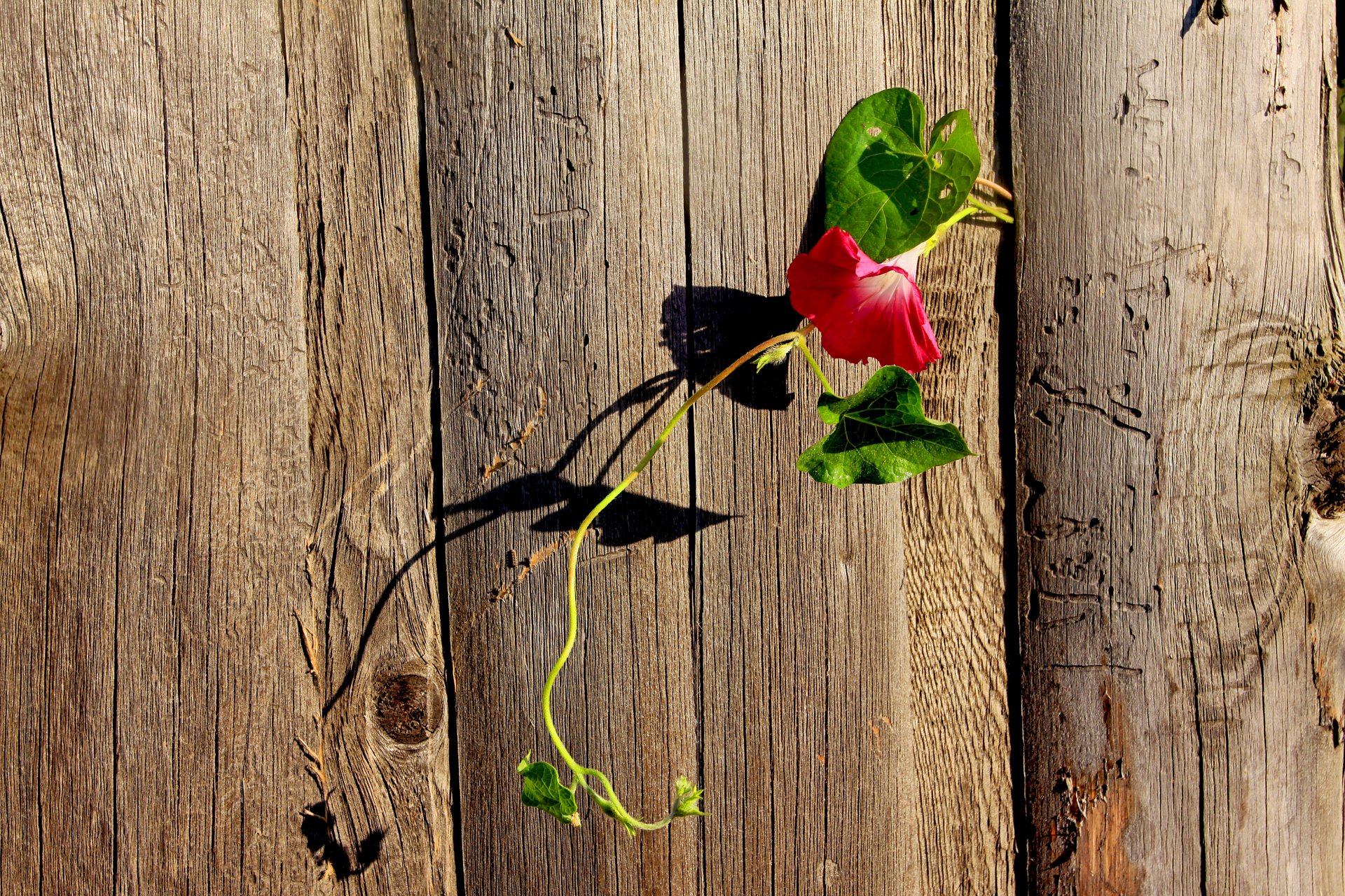 flower eel summer