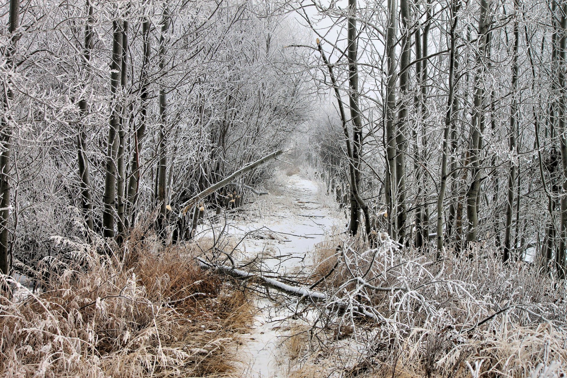 forêt hiver neige givre prose arbre tombé