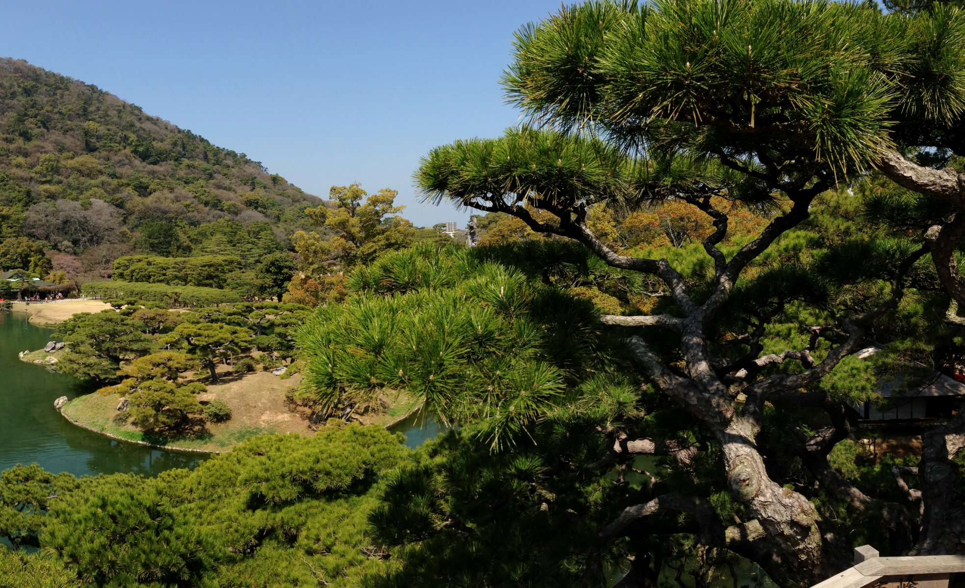 japonia ogród takamatsu ritsurin ogród drzewa zieleń staw