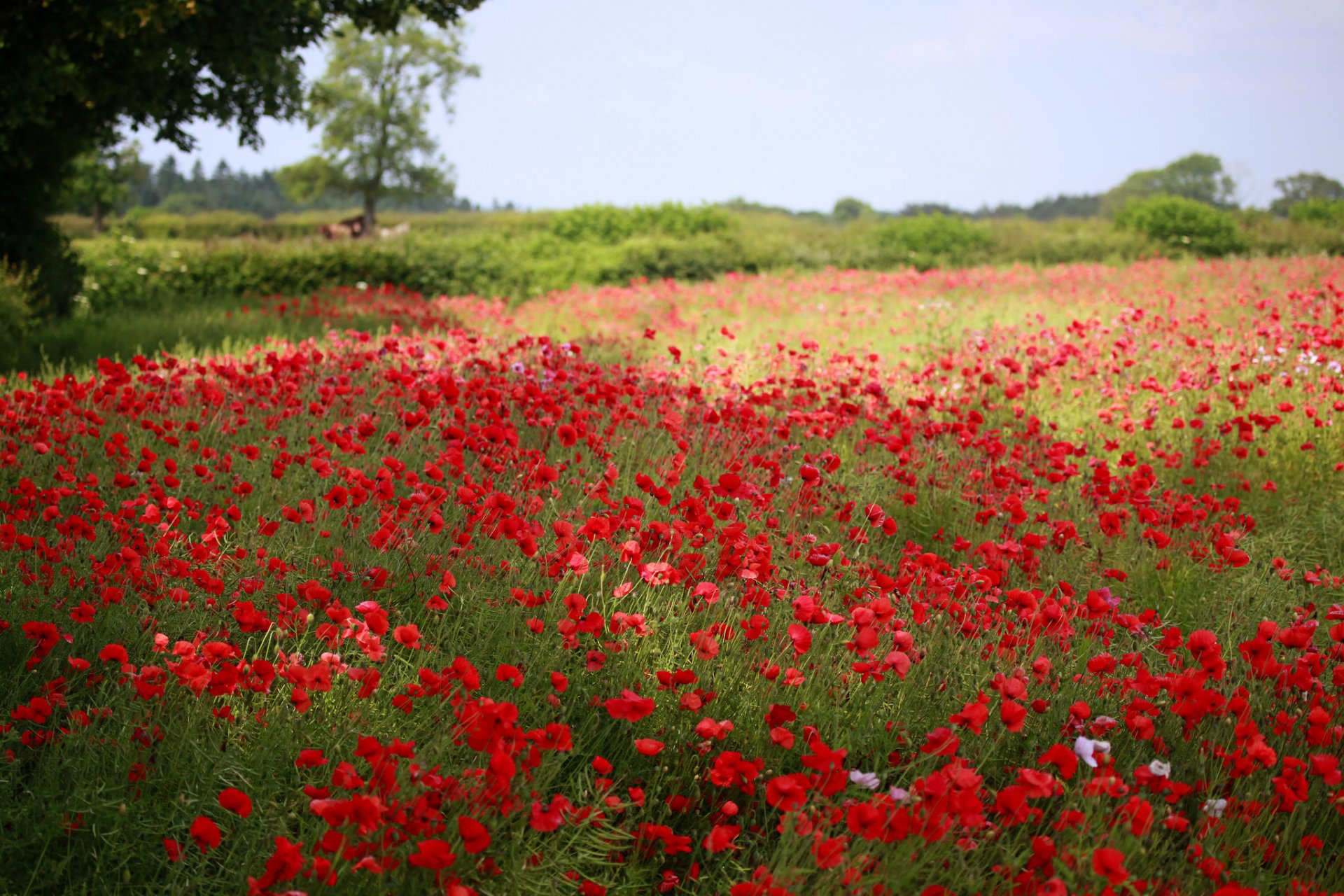 campo amapolas flores vegetación árboles verano naturaleza desenfoque