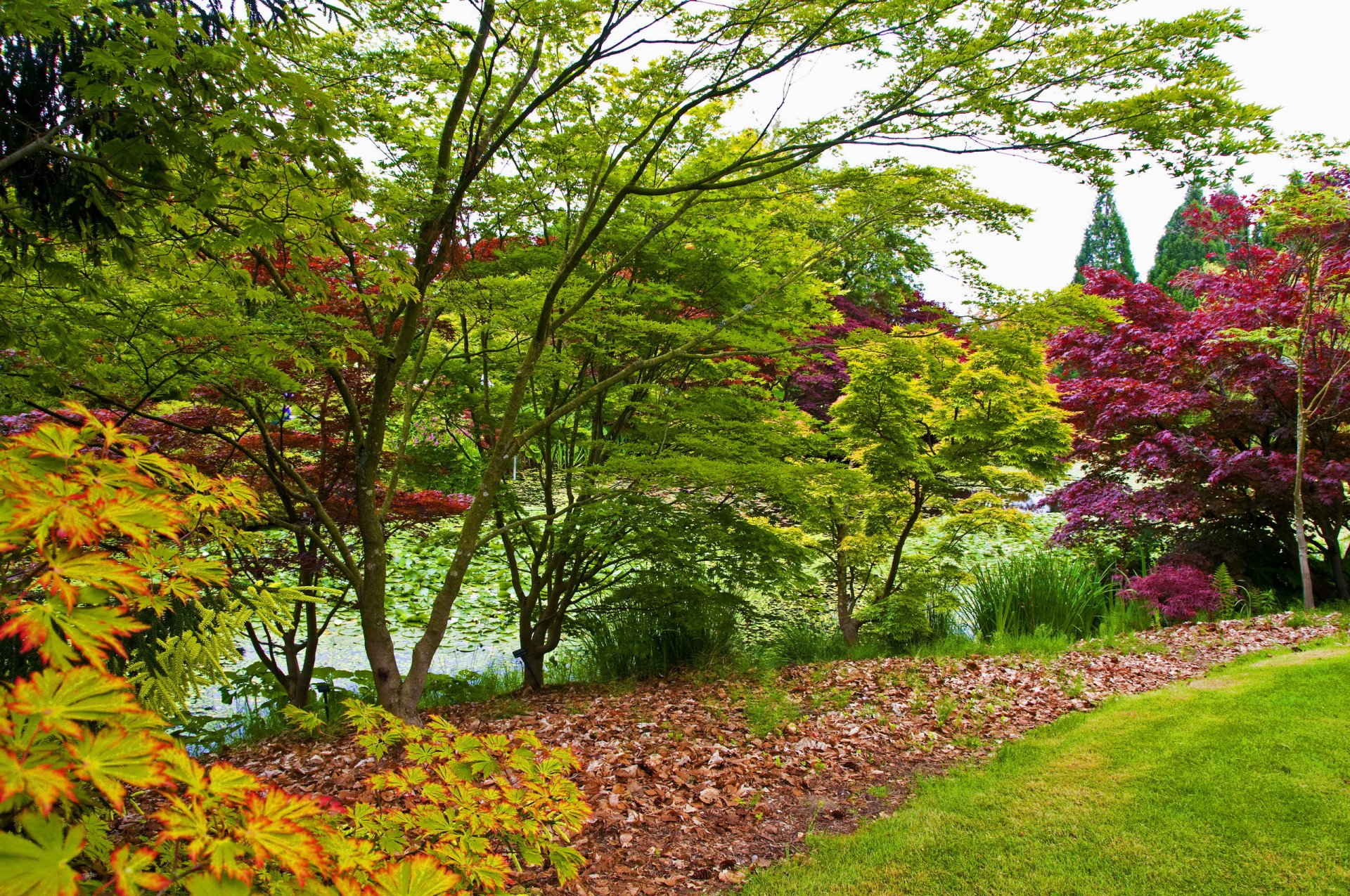jardin botanique de vandusen vancouver canada jardin étang feuilles herbe buissons arbres