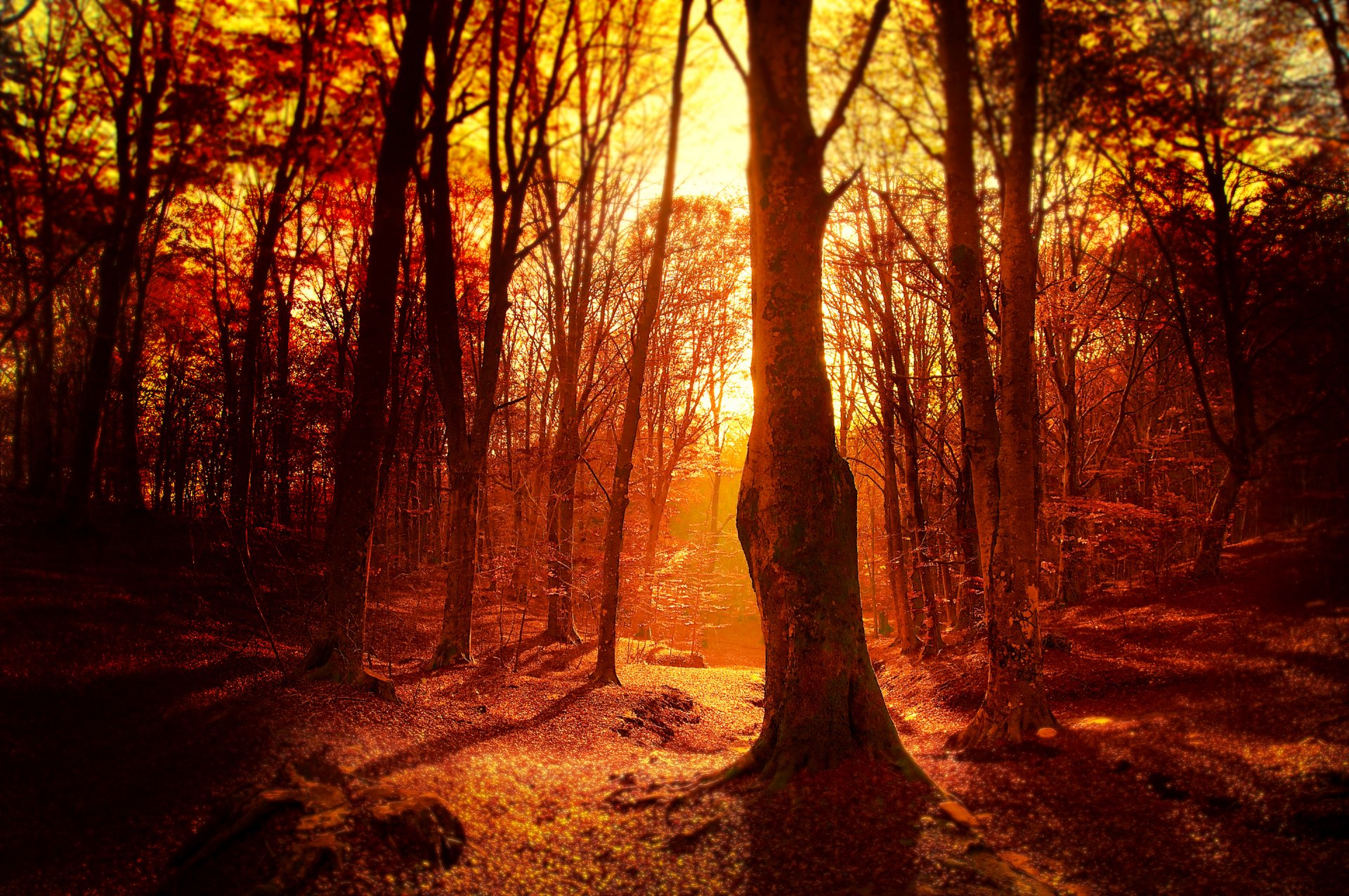 bosque árboles puesta de sol sol noche