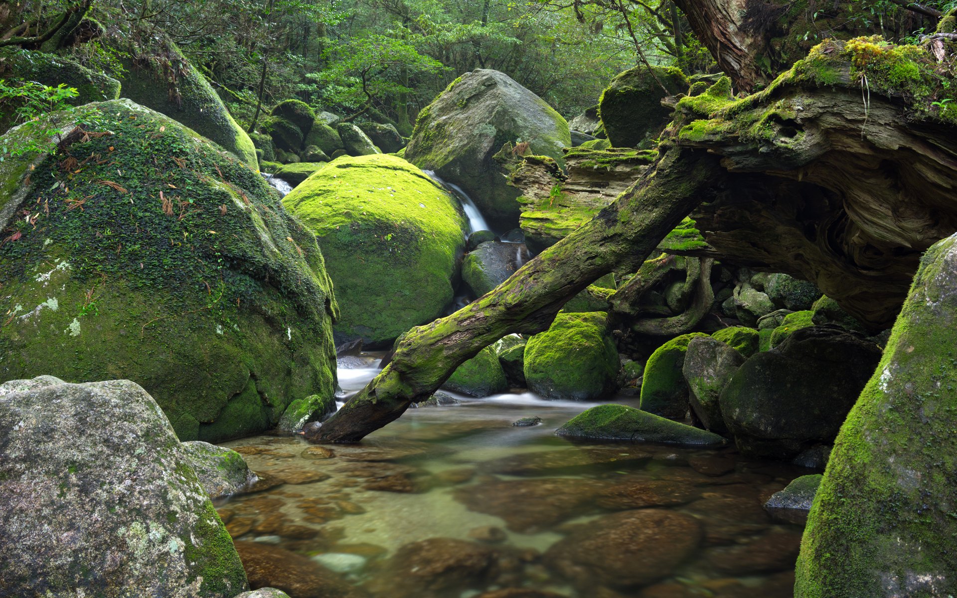 giappone foresta alberi pietre fiume flusso