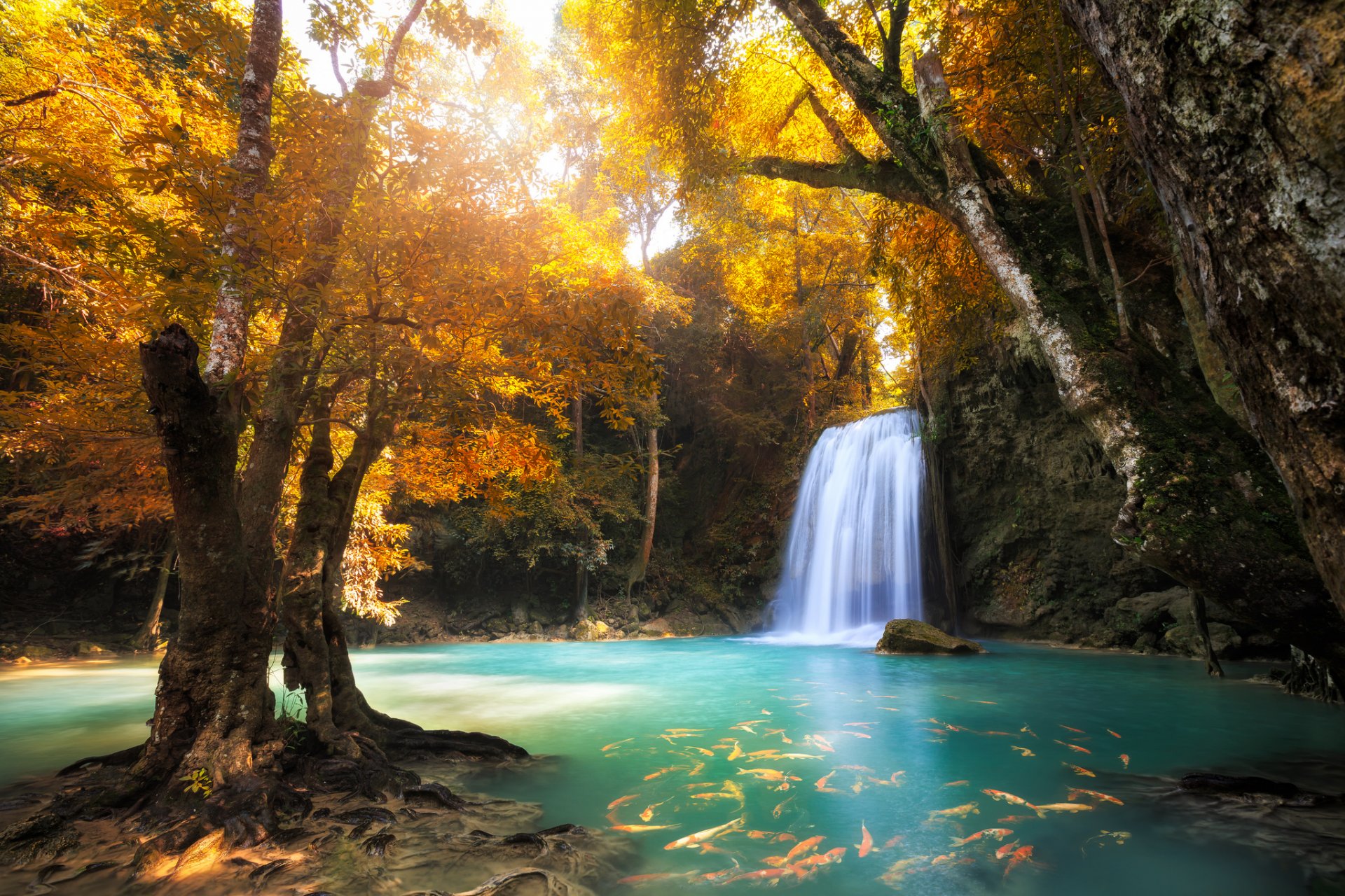 foresta alberi cascata autunno lago pesce