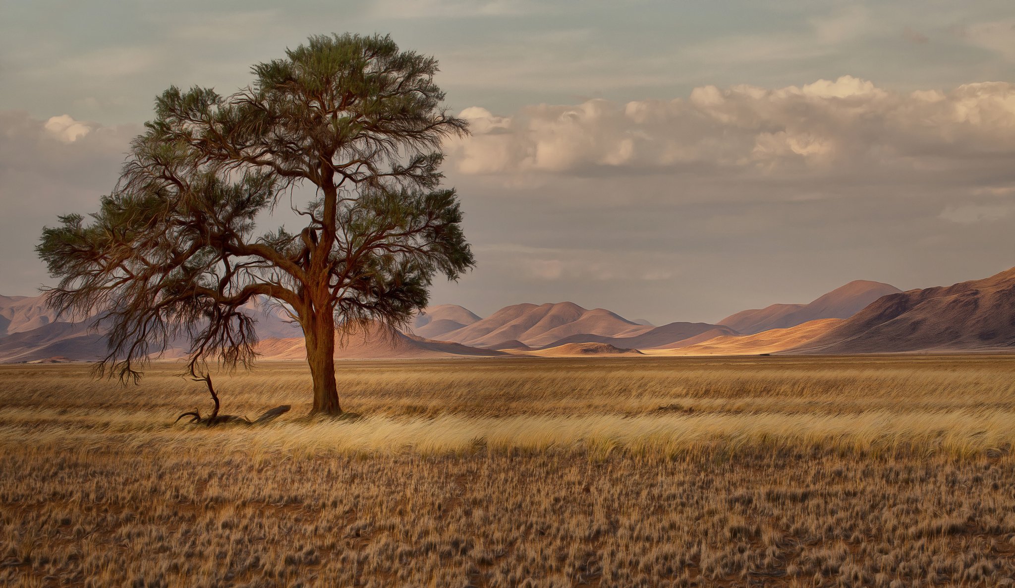 namibia africa savannah grass tree mountain