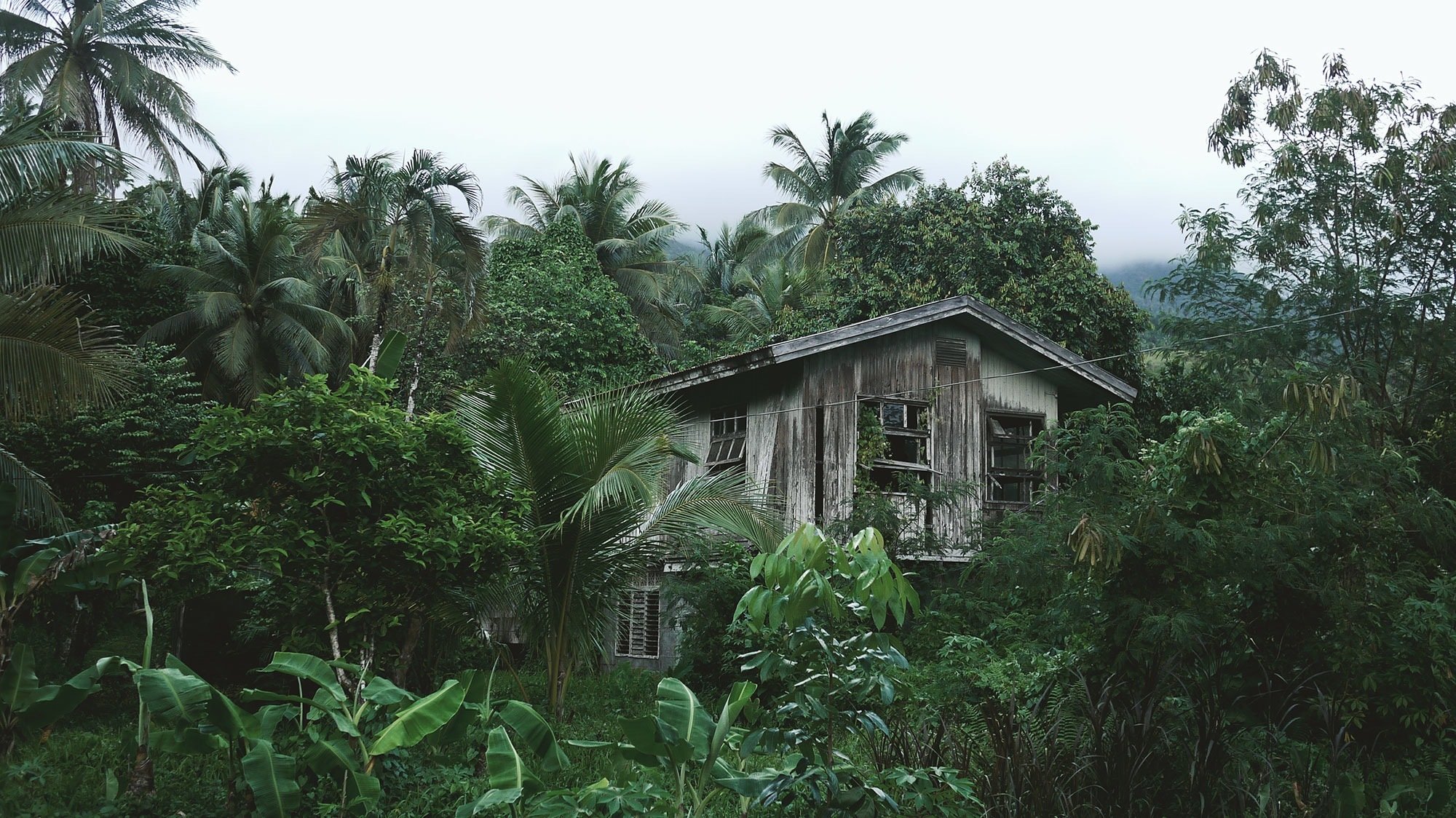 giungla foresta alberi palme tropici capanna casa rovine