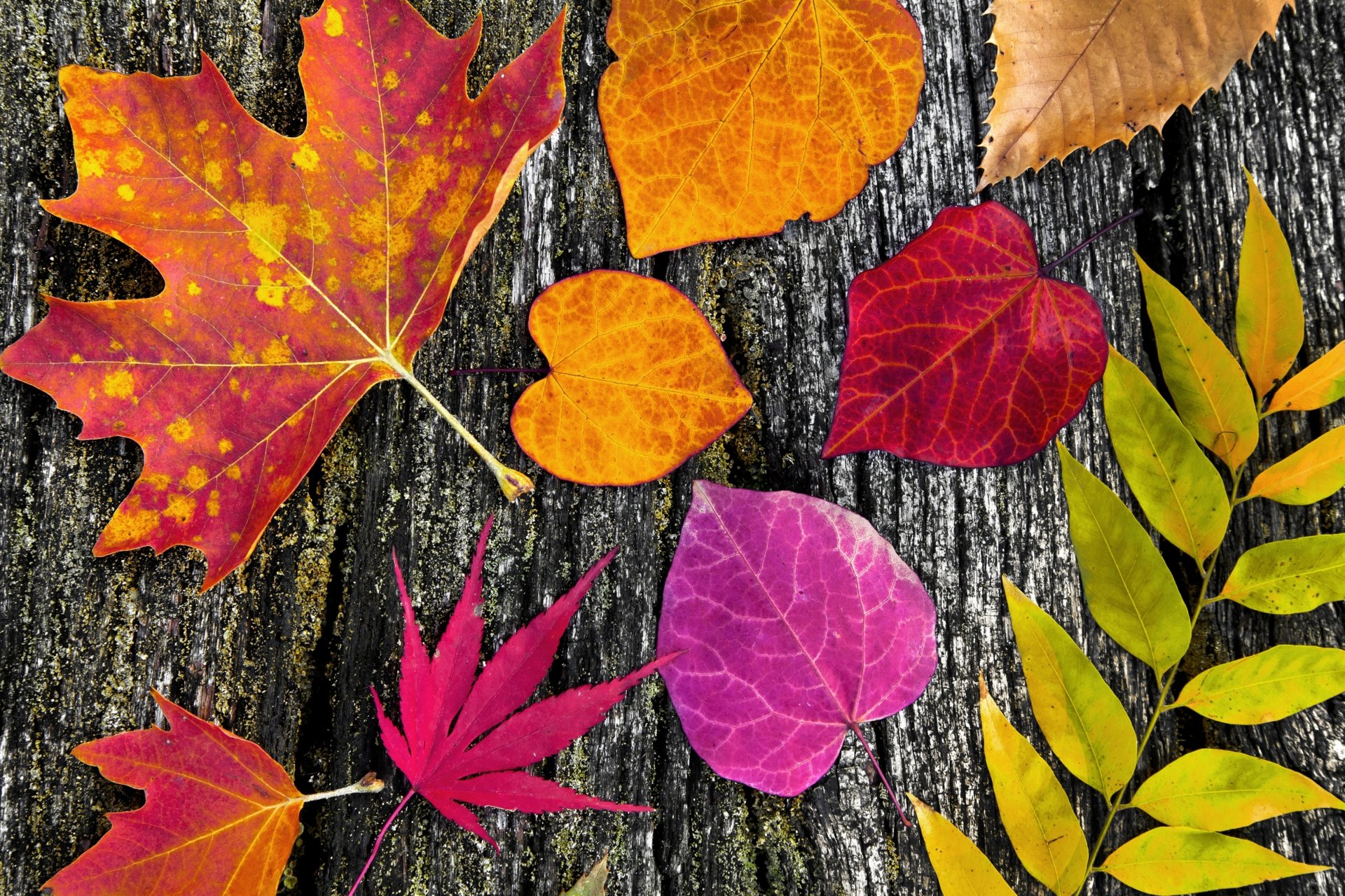 otoño hojas colorido árbol otoño