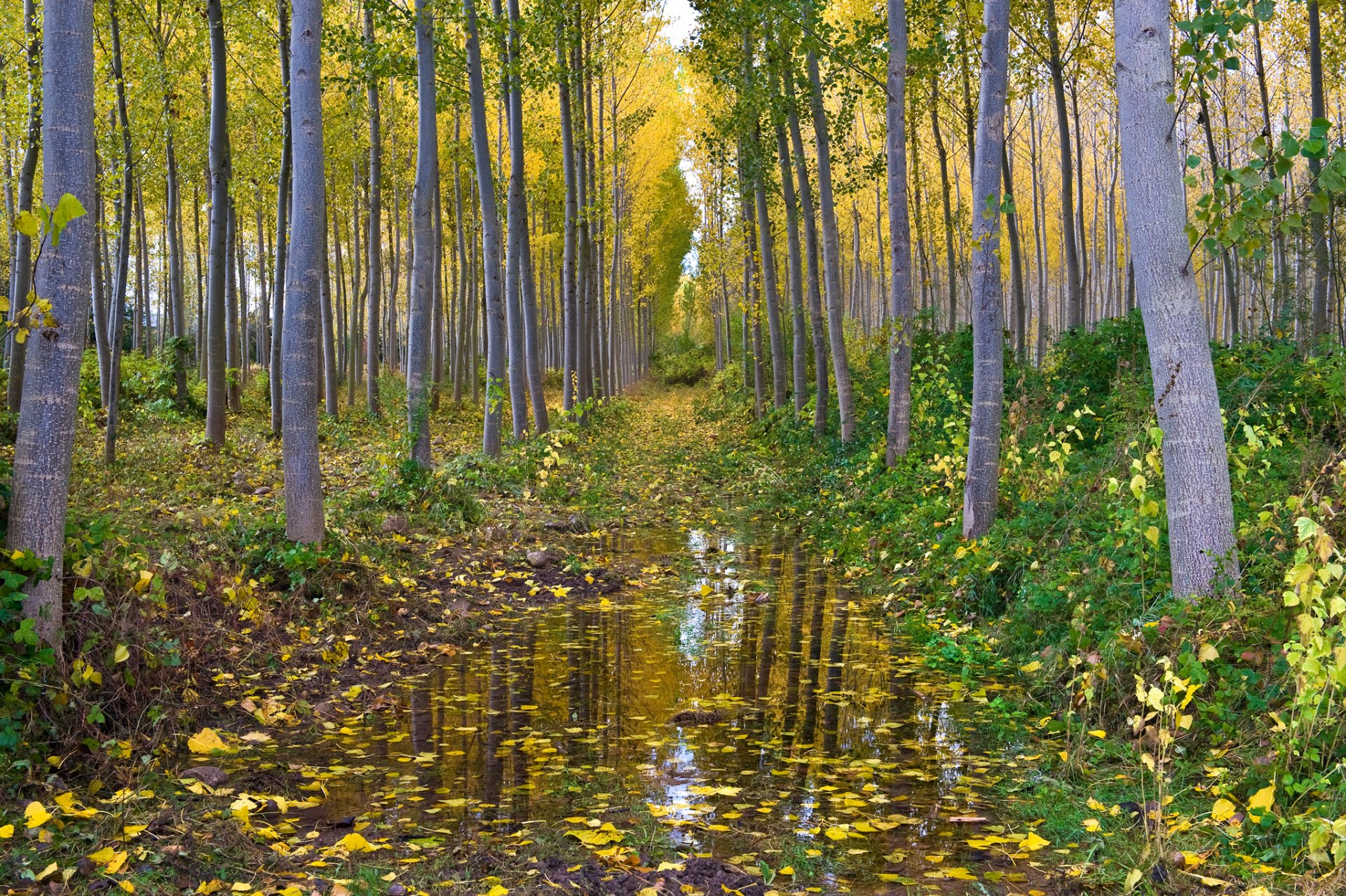 forêt bosquet tremble eau automne