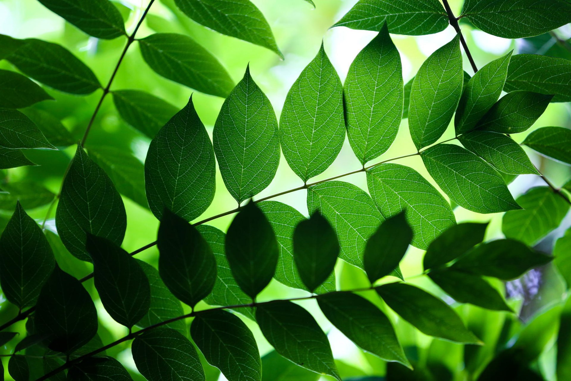 leaves branches nature background green