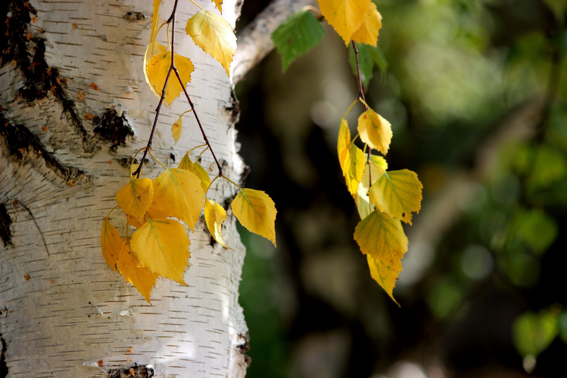 hojas naturaleza otoño