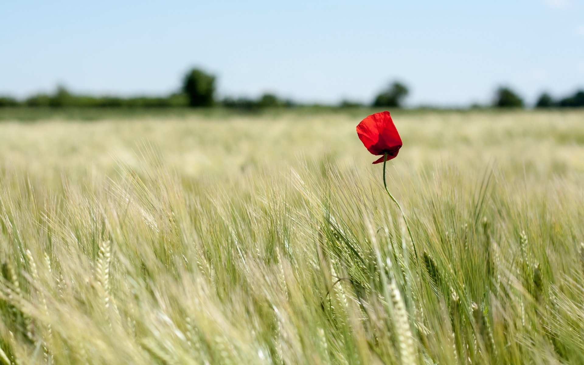 mohn feld natur