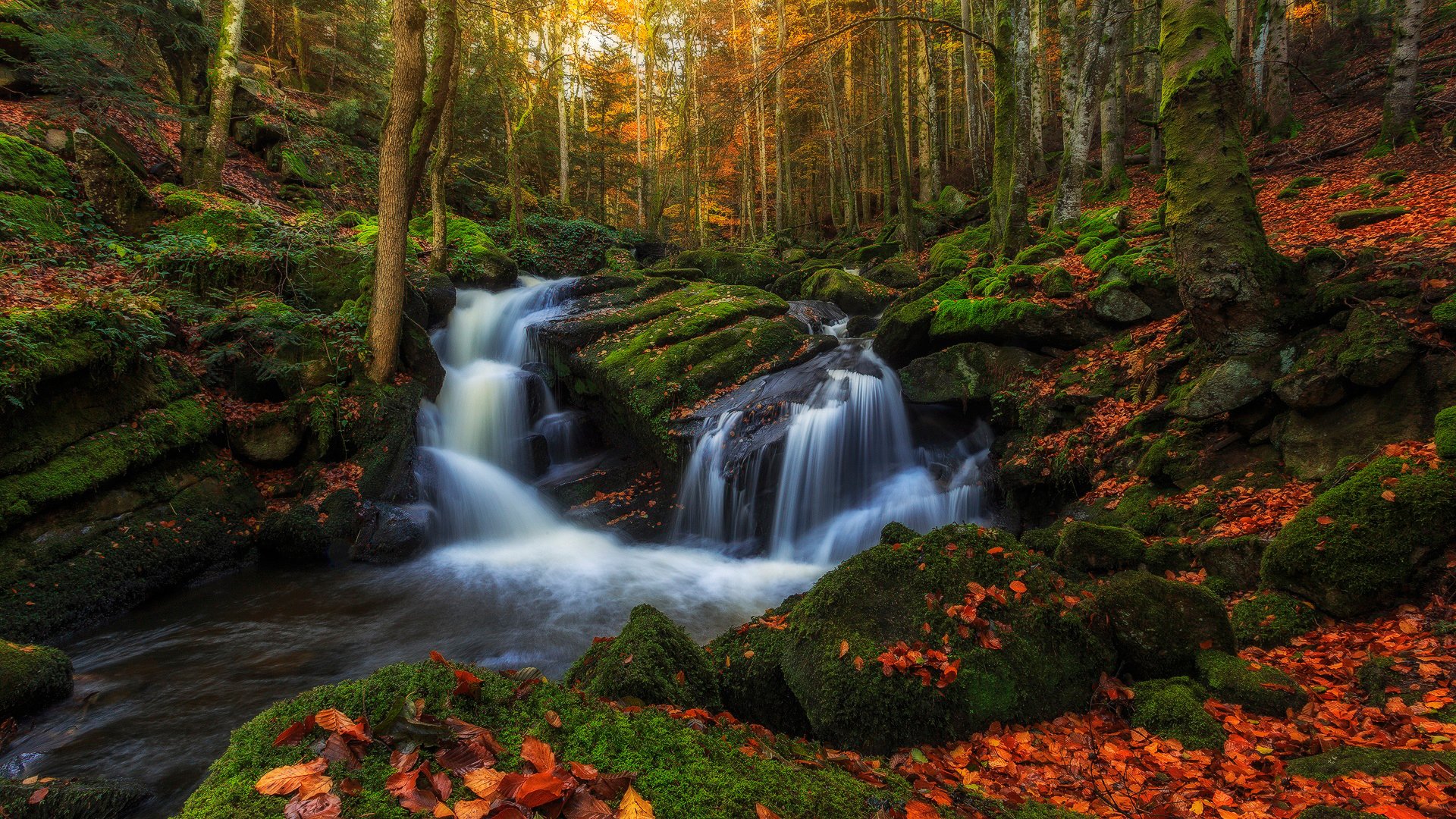 francia región auvernia otoño bosque árboles follaje arroyo arroyos agua extracto piedras musgo