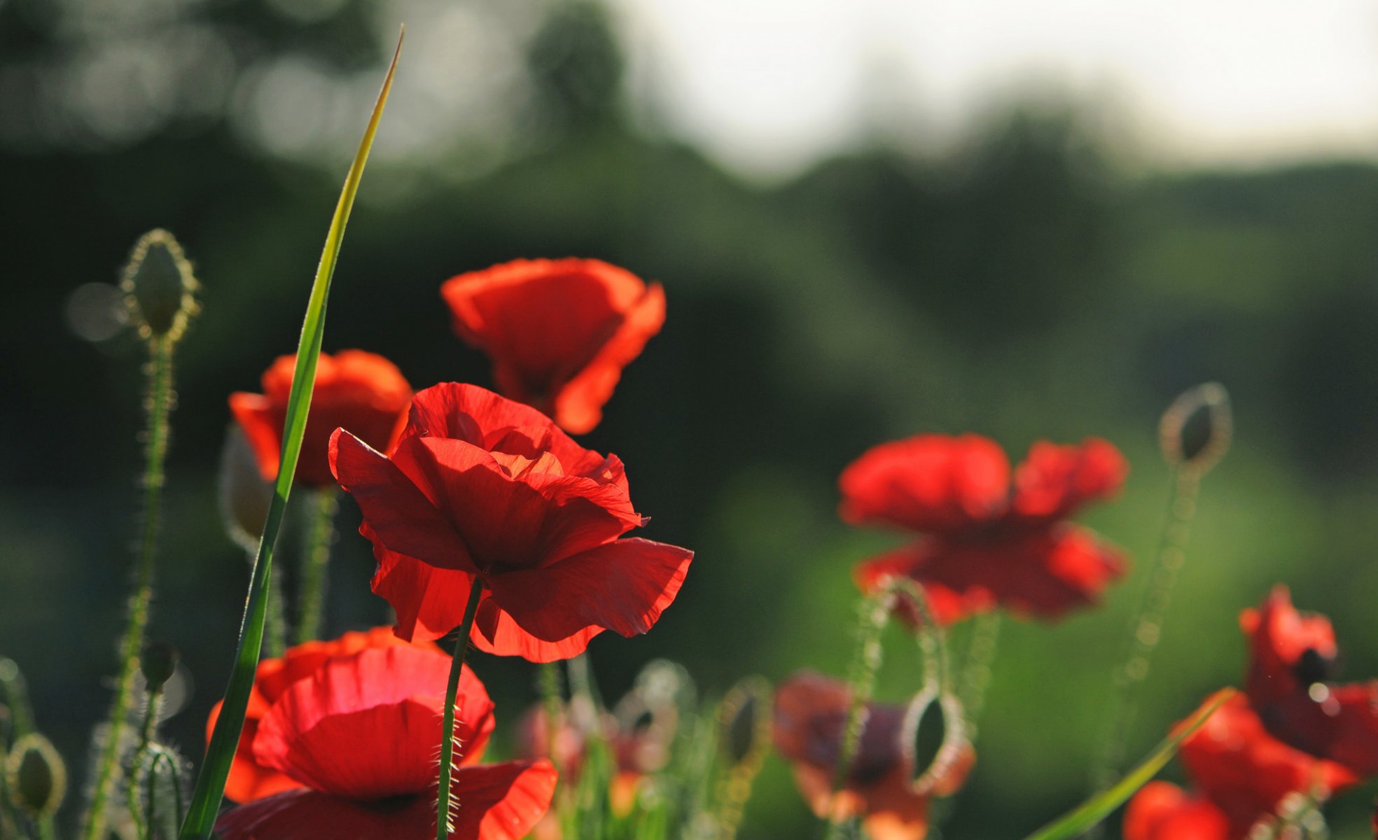 fleurs coquelicots nature été