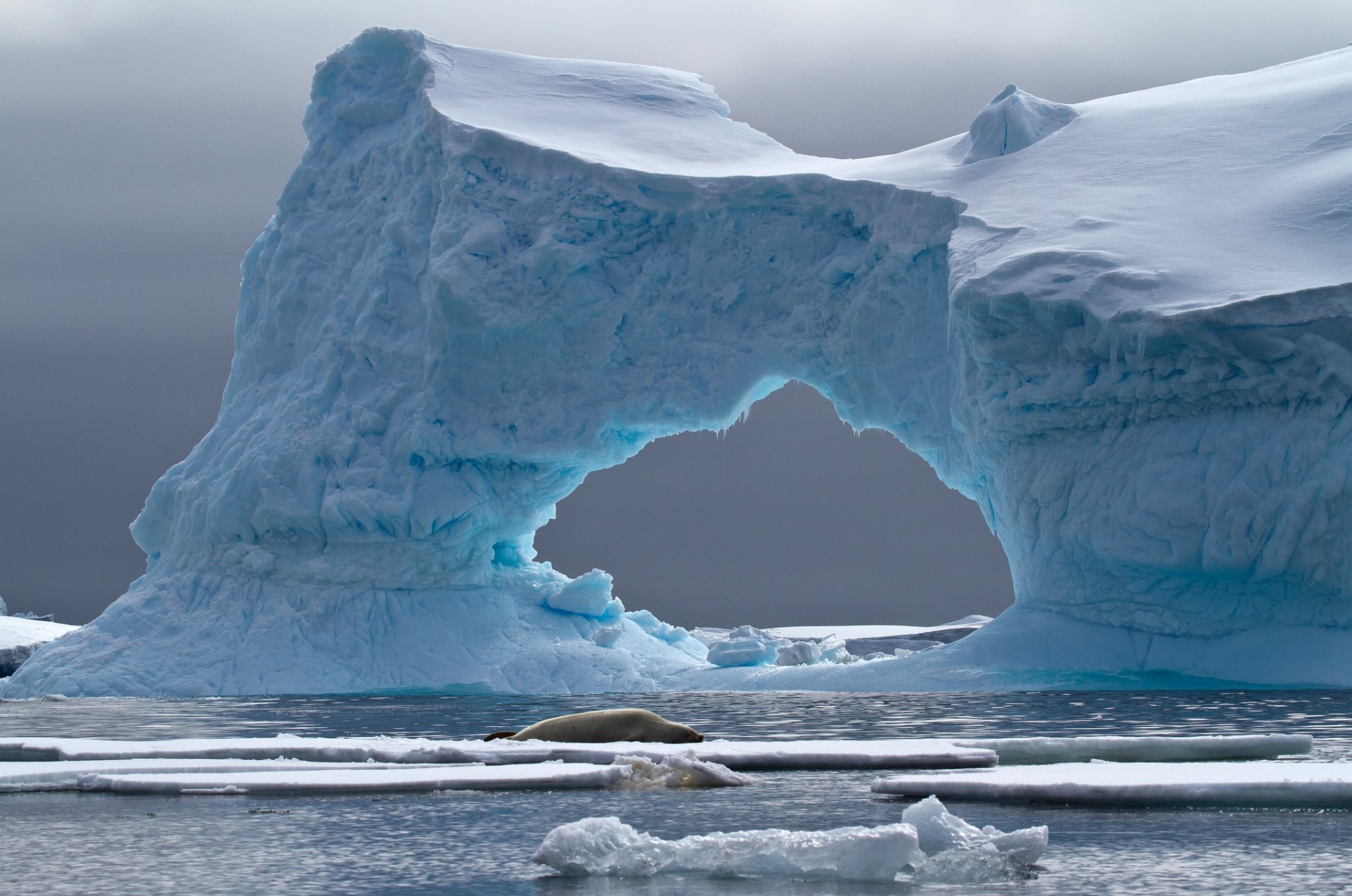 sello de los cangrejeros isla petermann iceberg antártida