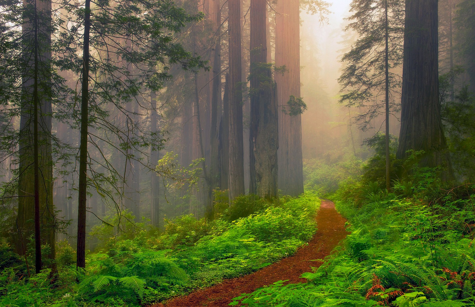 estados unidos california bosque rojo madera roja secuoyas neblina verano junio