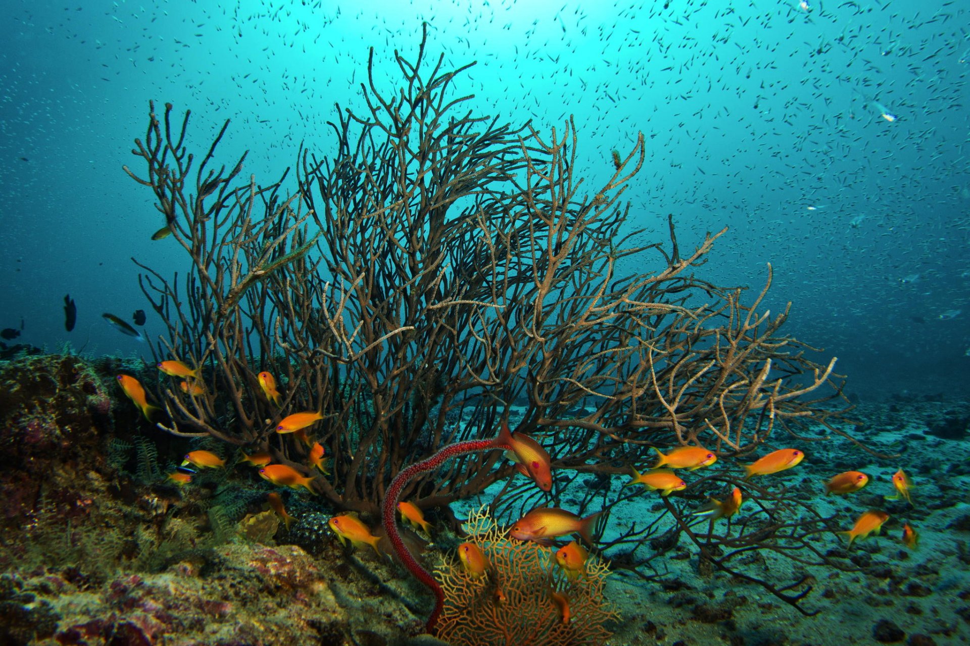 monde sous-marin poissons coraux océan