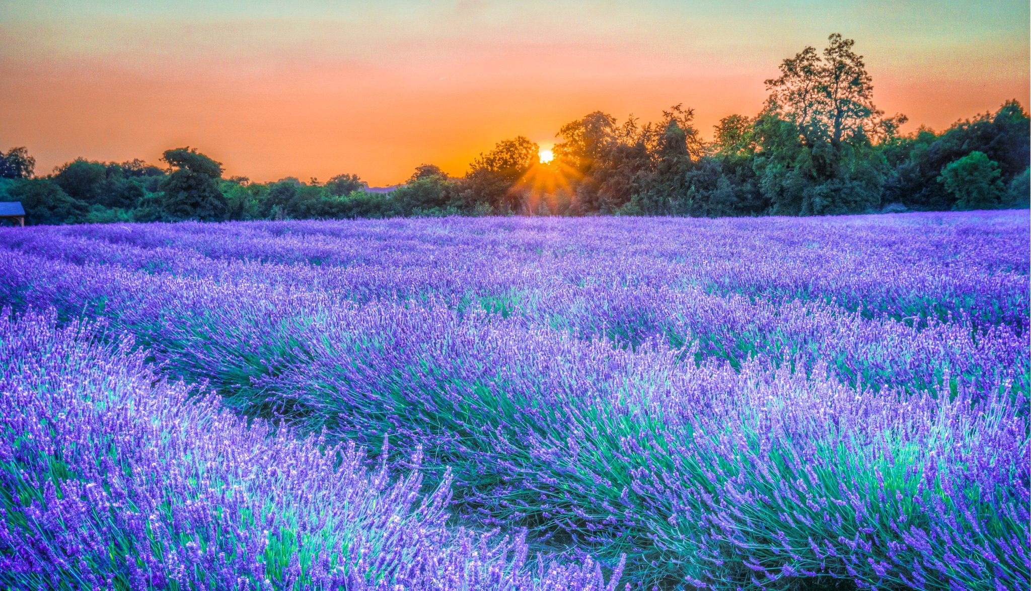 cielo rayos puesta de sol árboles plantación flores lavanda