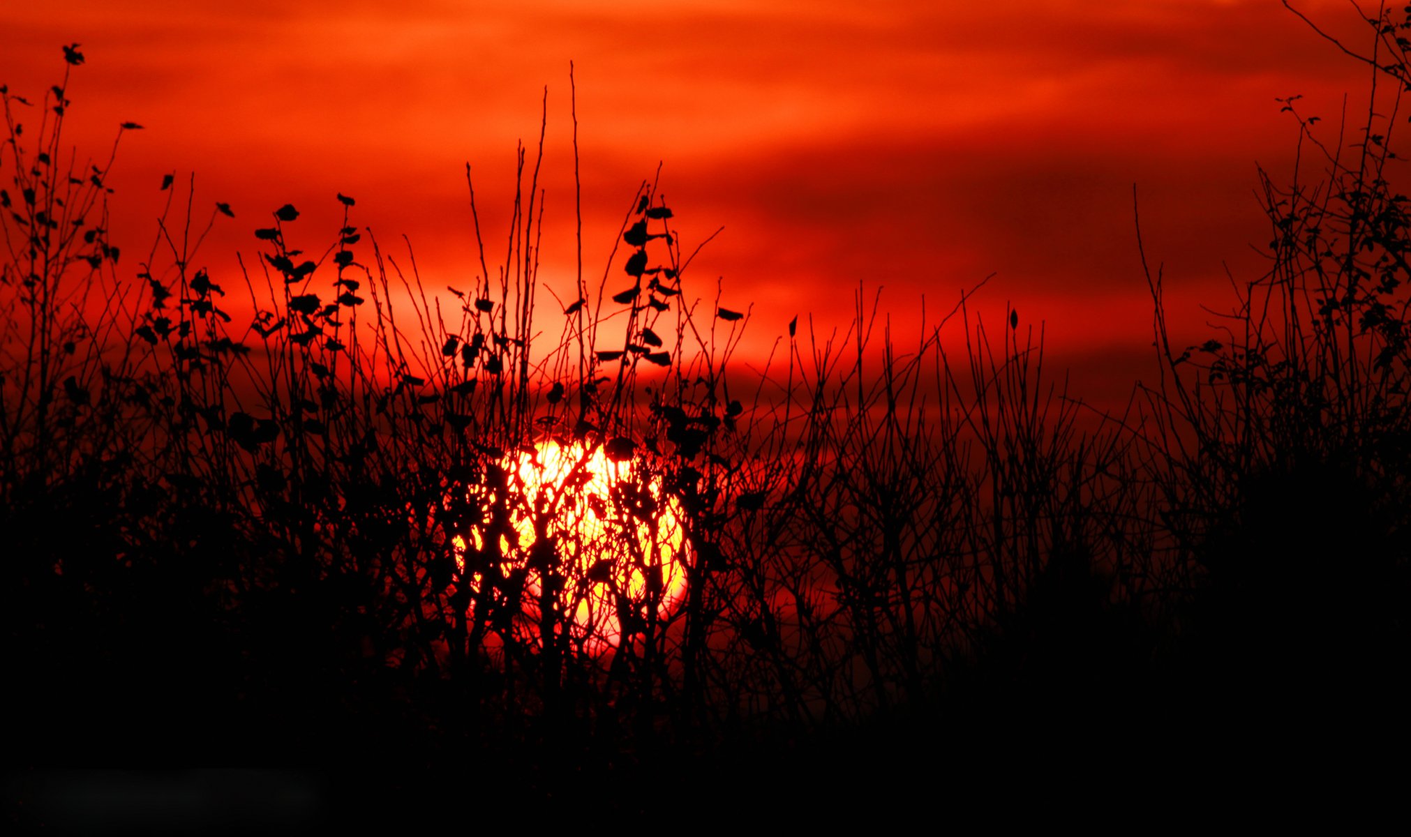 cielo nuvole sole tramonto pianta erba cespugli foglie sagoma