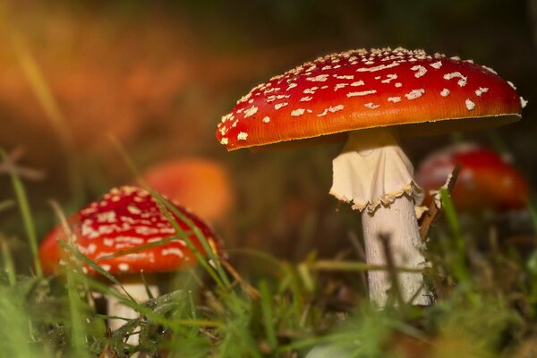 Amanita en otoño en follaje y hierba