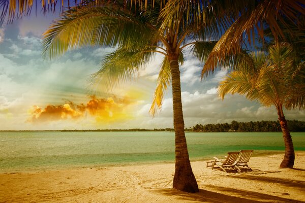 Mer, palmiers et sable au soleil tropical