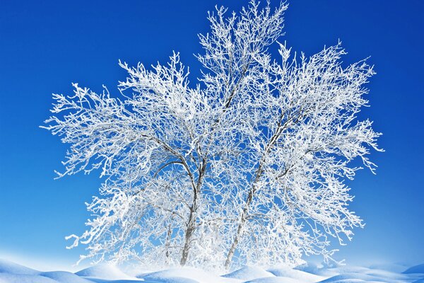 Frozen tree against the blue sky
