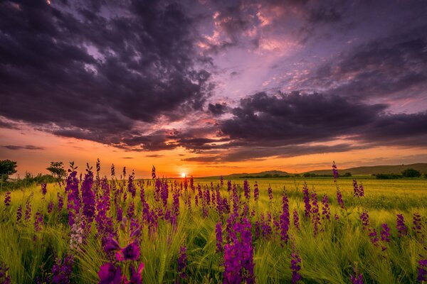 Summer evening. Floral sunset
