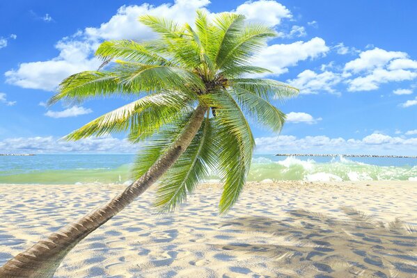 Tropikalna Rajska plaża z palmą