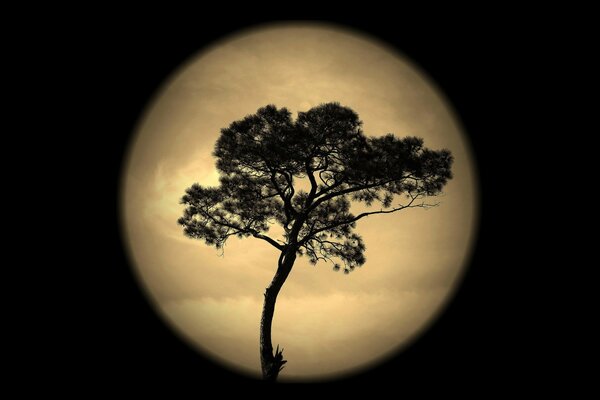 Silhouette of a tree against the moon