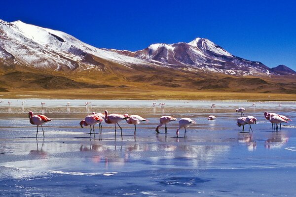 Rosa Flamingos stehen in einem flachen See