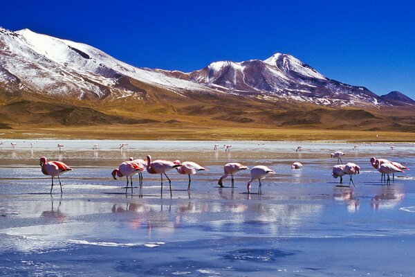 Pink flamingos are standing in a shallow lake