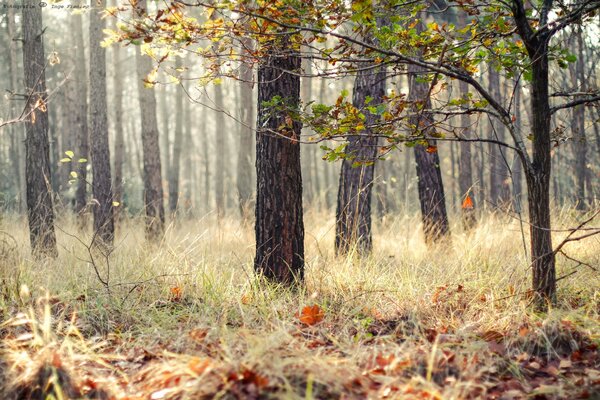 Beautiful autumn forest and fallen leaves