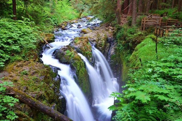 Ruisseau de la cascade dans la forêt