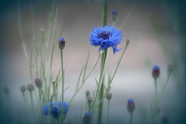 Blumen im Garten an einem nebligen Morgen