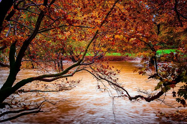Alberi con foglie rosse sopra il fiume