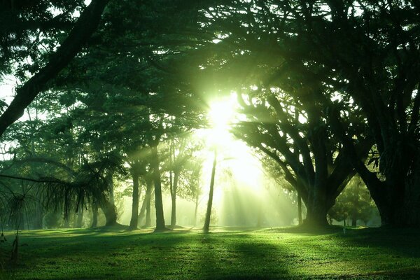 Raggi di sole nella foresta estiva