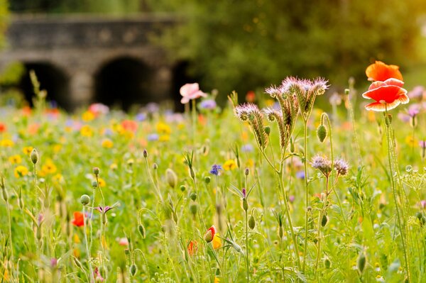 Fiori selvatici sullo sfondo di un antico ponte di pietra
