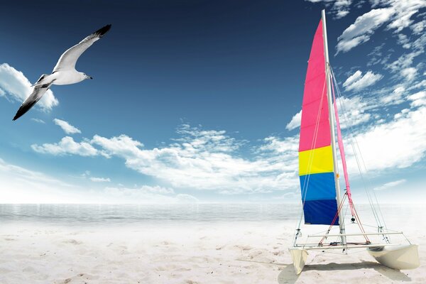 En la playa gaviota y vela