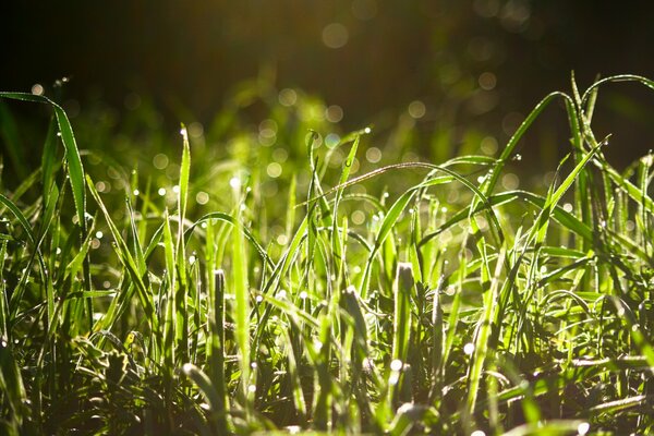 Dew drops and sun glare on the green grass