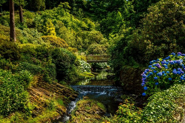 UK Summer Park. A bridge over a stream, bright blue flowers in the lush greenery of bushes and trees