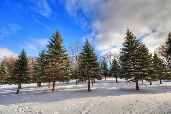Cielo nuvole inverno alberi neve impronte abete