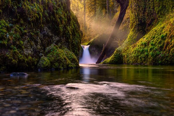 Río de montaña con cascada en el bosque salvaje