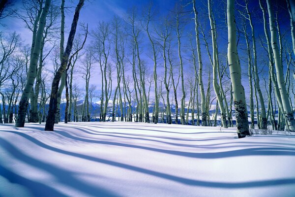 Forêt nue d hiver et terre enneigée
