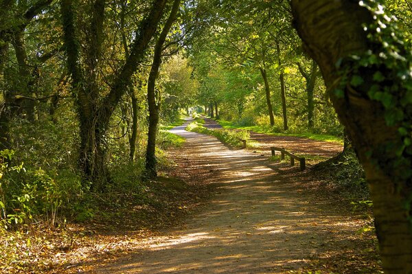 Sentier dans la forêt pour de délicieuses promenades