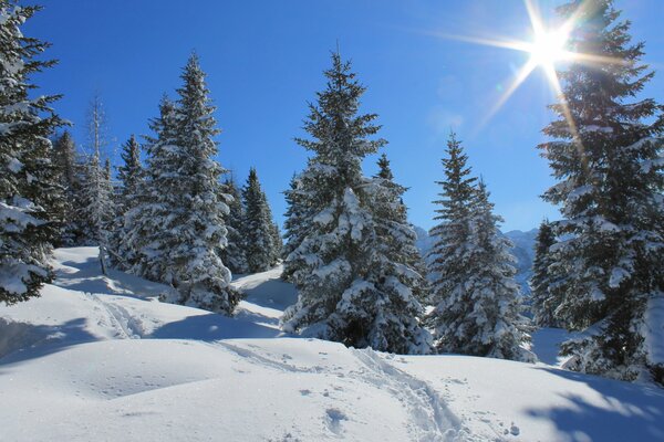 Una chiara giornata invernale nella foresta