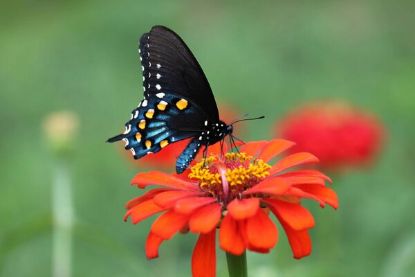 Schmetterling setzte sich auf eine rote Blume