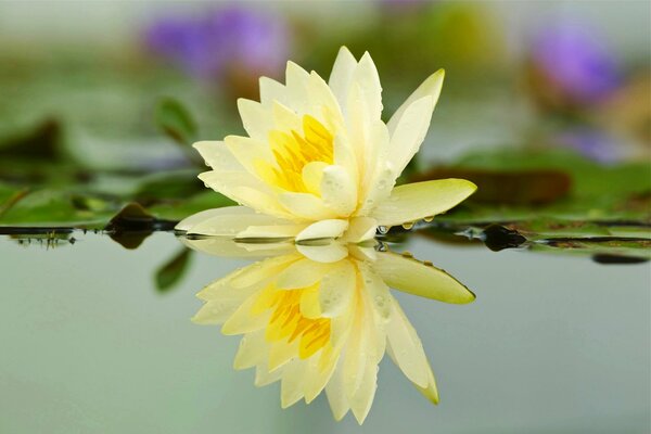 Lily flower on the water on the pond