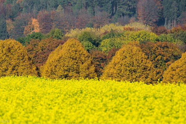 Blumenfeld in der Nähe des Waldes